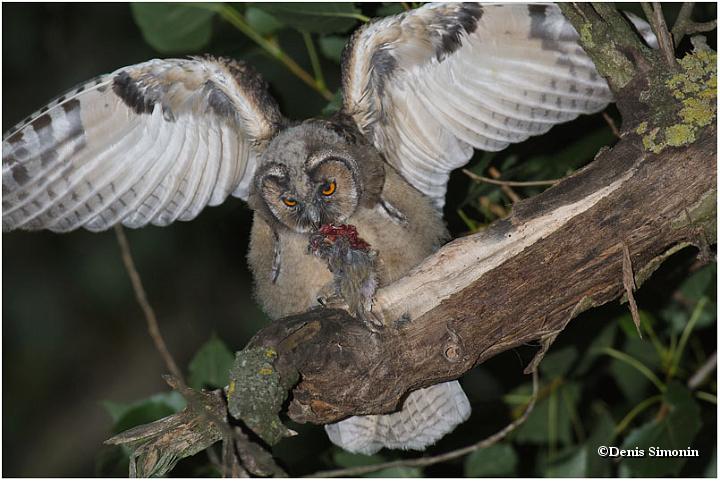 Jeune hibou moyen duc et sa proie